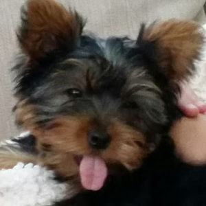 Meet your Posher, Abby